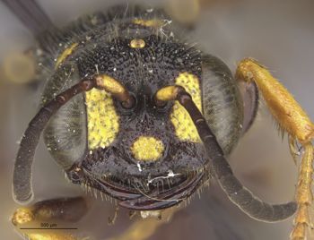 Media type: image;   Entomology 13788 Aspect: head frontal view